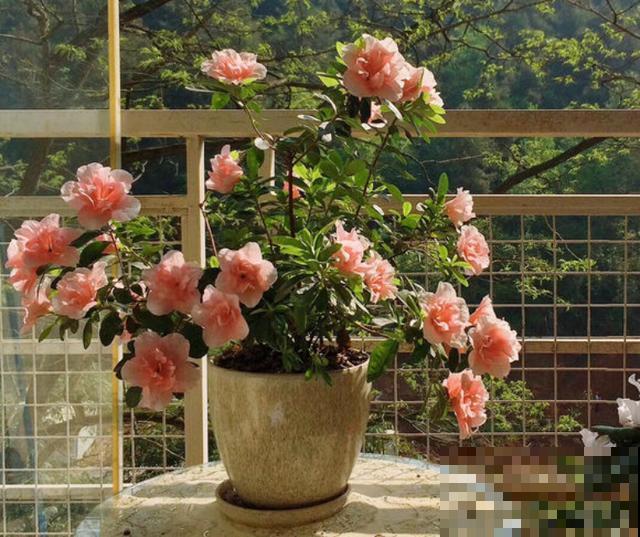 给花喝点“酸酸水”，新叶很快冒出来，绿油油的很旺盛！