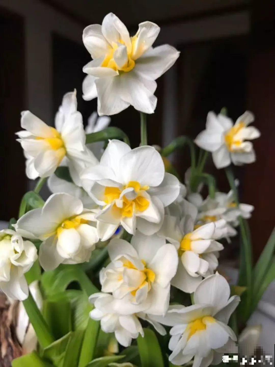 20种花再冷也不怕，过年正好开花，现在养还来得及！