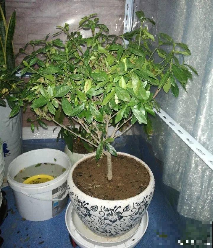 家里有这花，冬天不能太保暖，低温冻一冻开花才更旺！
