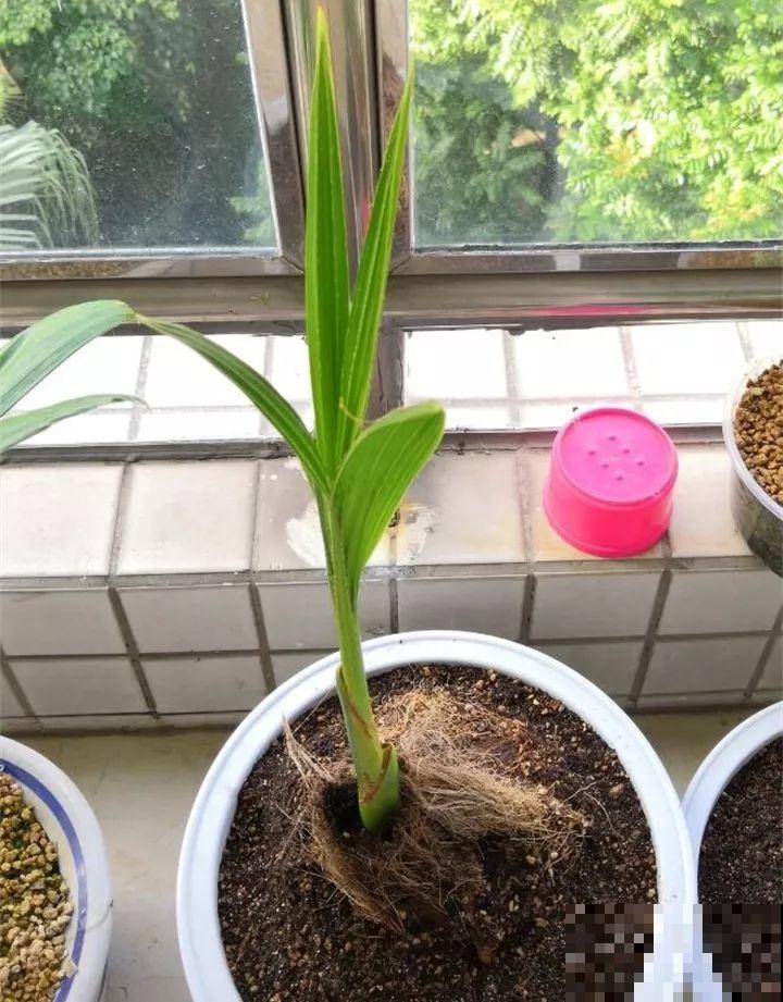 5块钱的水果埋土里，半年养成守家树，邻居都想花钱买！