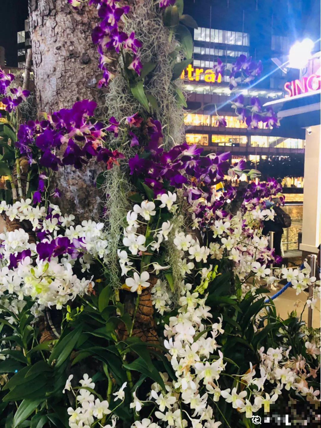 14种香水花，家里摆一盆，满屋子都是香味！