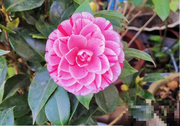 茶花迎来盛花期，16个最美品种，养一棵就足了！