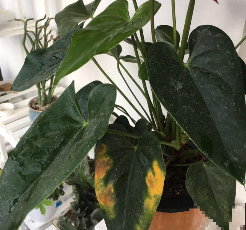春节期间必选植物，这4种，增添氛围，十分喜庆！