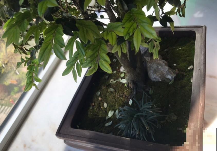 富贵人家都养这花，旺财旺运，养的越久越好！