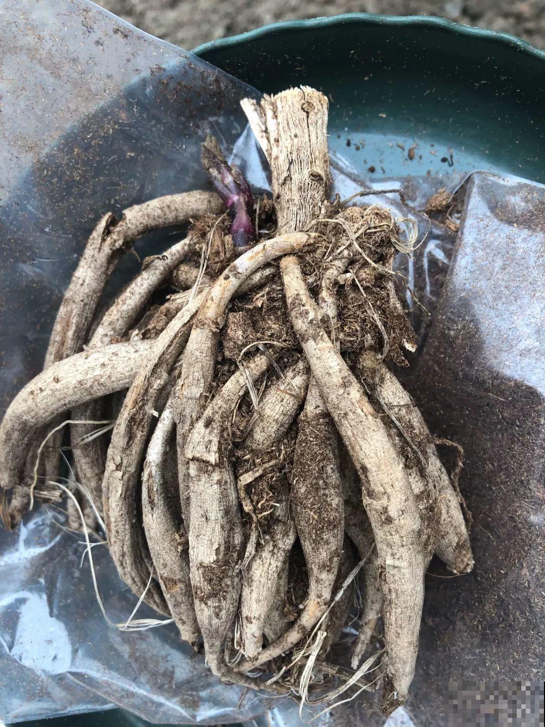 这花就是开花机器，连开6个月不歇气，邻居天天跑来看！