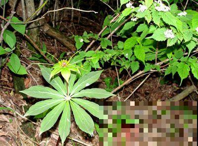 见过竹节一样的野参吗，众人上山抢着挖，只因市场卖价太贵！