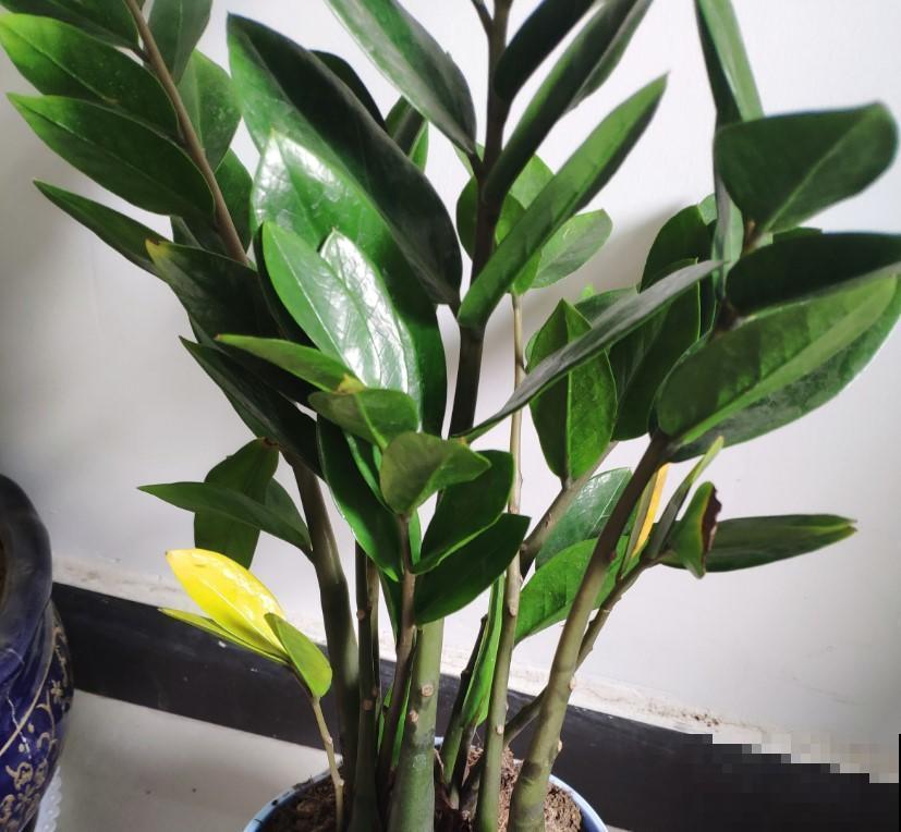 最适合养在室内的植物，必选这5种，轻松点缀家居！