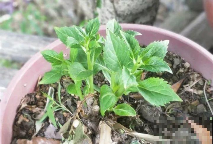 现在给绣球剪枝？都是谣言，信了明年别指望开花了！