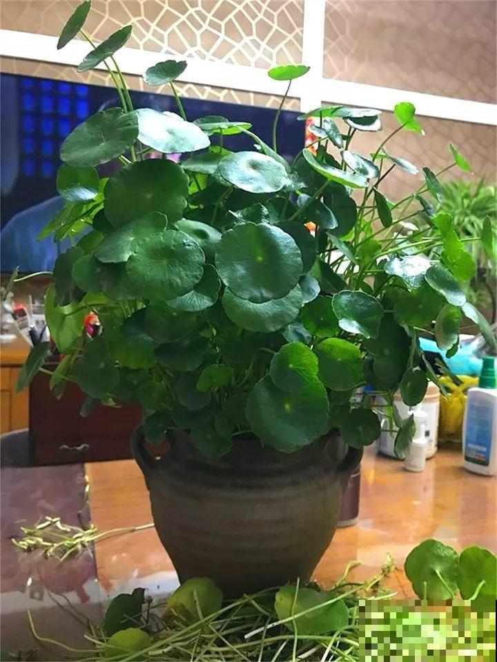 最怕冷的花，一降温就黄叶子，再不管只剩盆了！