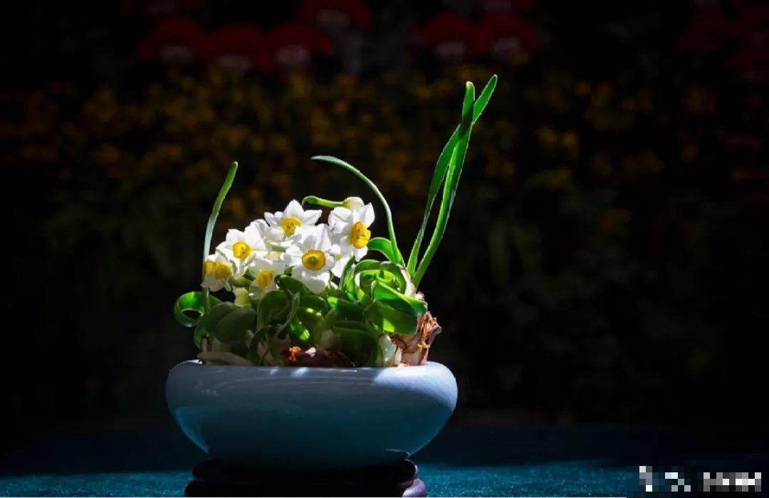 这6种花现在养，一个月后就开花，红红火火过新年！