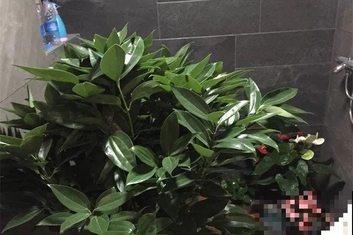 客厅养花不能看心情，注意这两大忌，选对了全家受益！