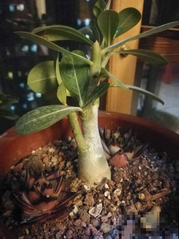 家里这种土不要养花，否则养一棵死一棵，趁冬天空闲赶紧改良！