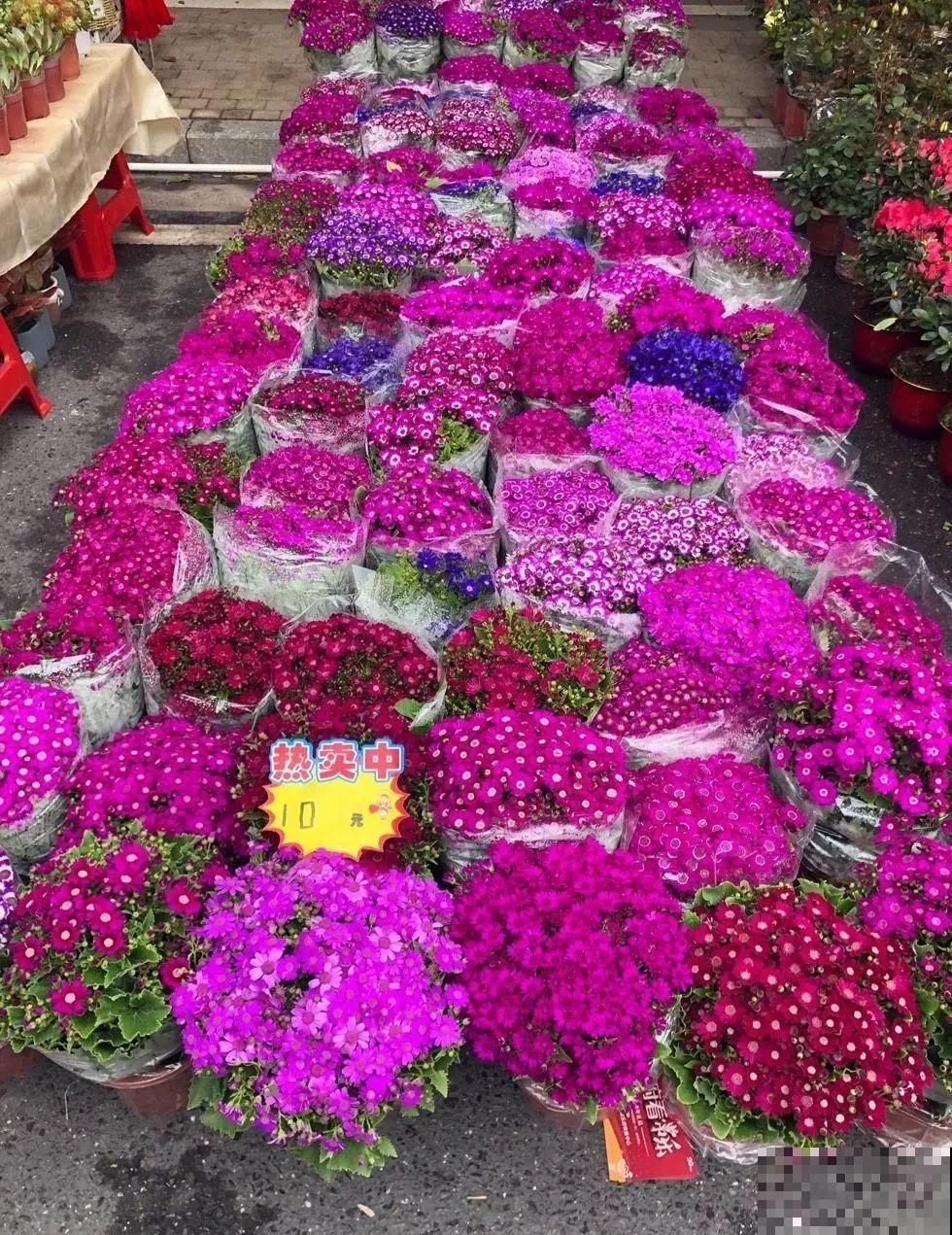花市有你想象不到的魅力，便宜又好看，过年买回一大堆！