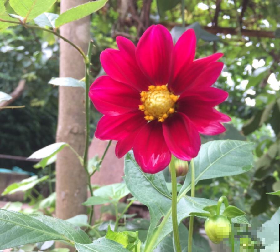 冬季就养小丽花，耐寒抗冻，开花漂亮！