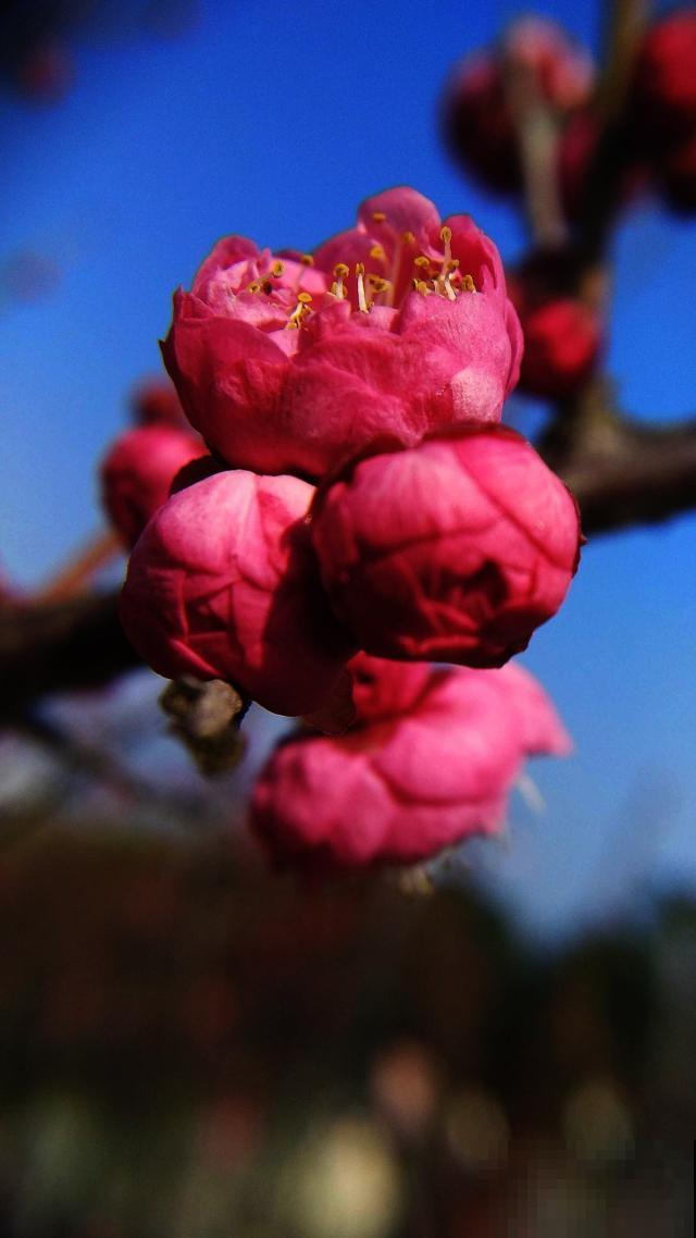 冬日里的红梅太美了，这么养就能让它越开越多，一点也不操心！