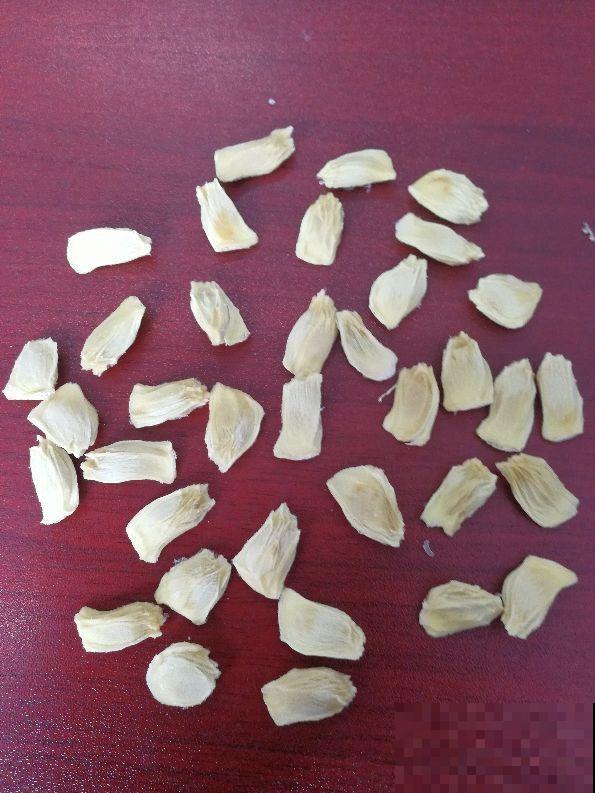冬天吃柚子去火，剩下的柚子核洗净塞盆里，几天就长成可爱盆栽！