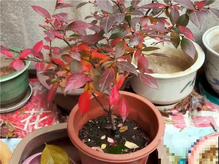 院子里栽棵它，年年结果一箩筐，吃起来真过瘾！