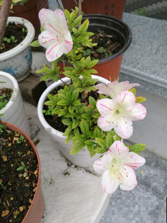 新买的杜鹃，旱一旱别施肥，不然掉花又烂根！
