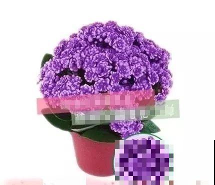 千万别买这种花，全都是假货，谁买谁吃亏！