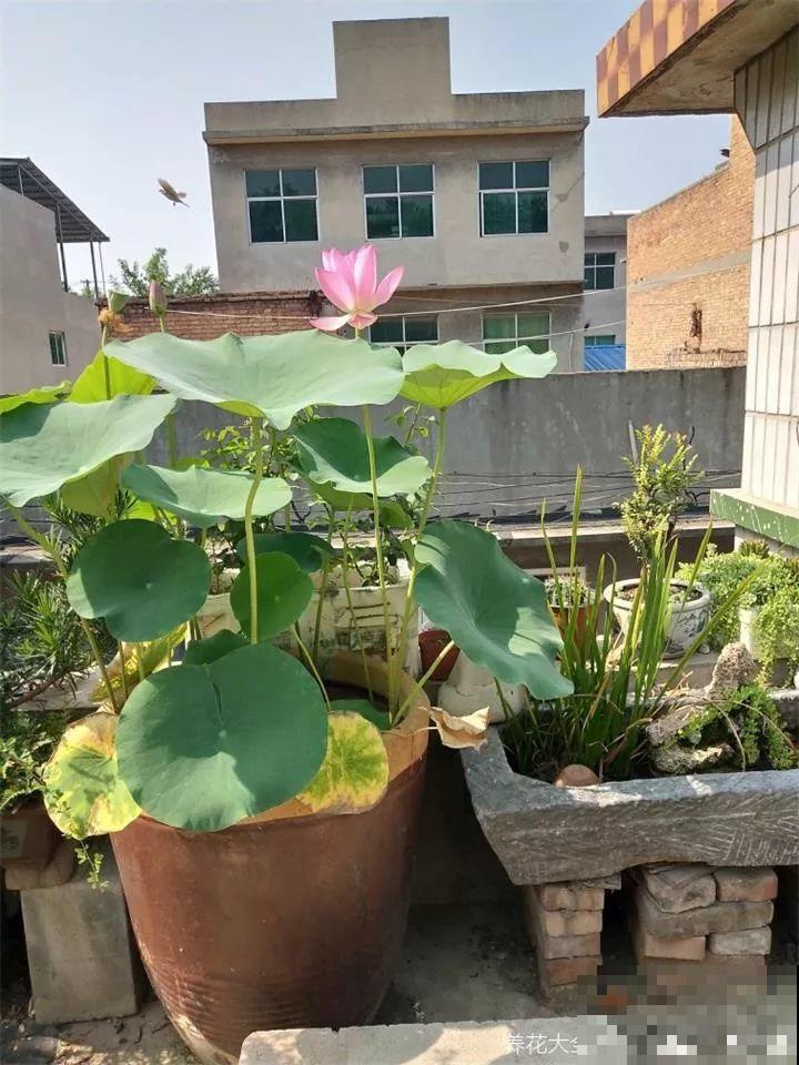 室内光照差，就别再养这6种花，养再久也不开花！