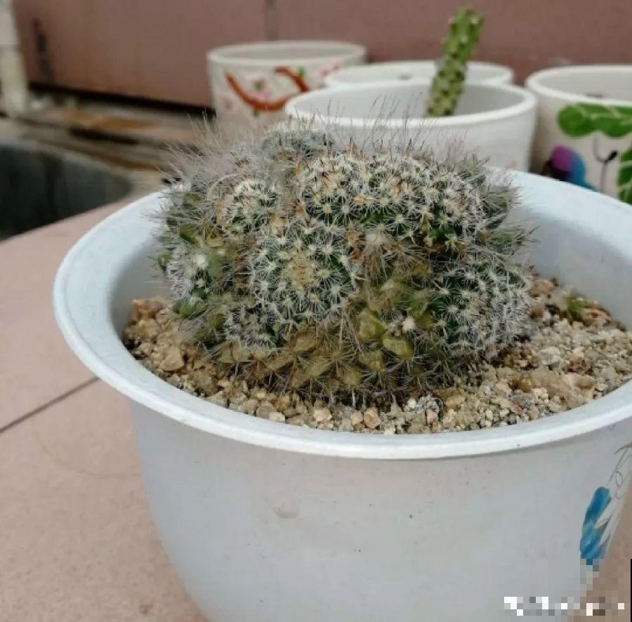 家里有这4种花，砍1刀能憋8个芽，两个月就爆盆！
