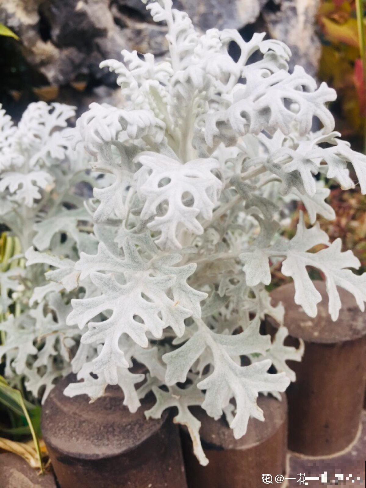 超耐寒的花，零下4度冻不死，花市上都抢着买