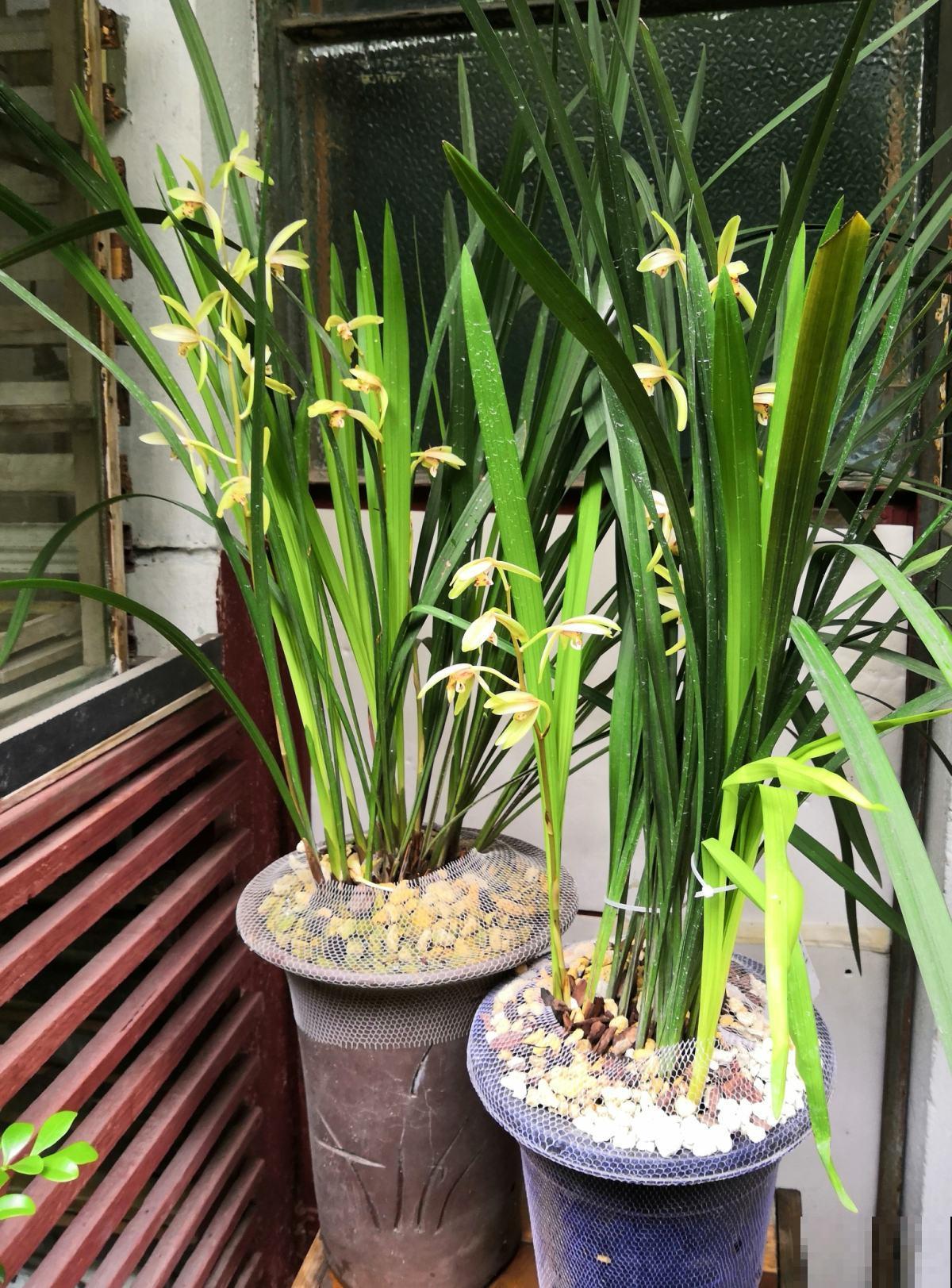 她家兰花开得太香，家里人以为打翻香水，原来是因为做了这几件事