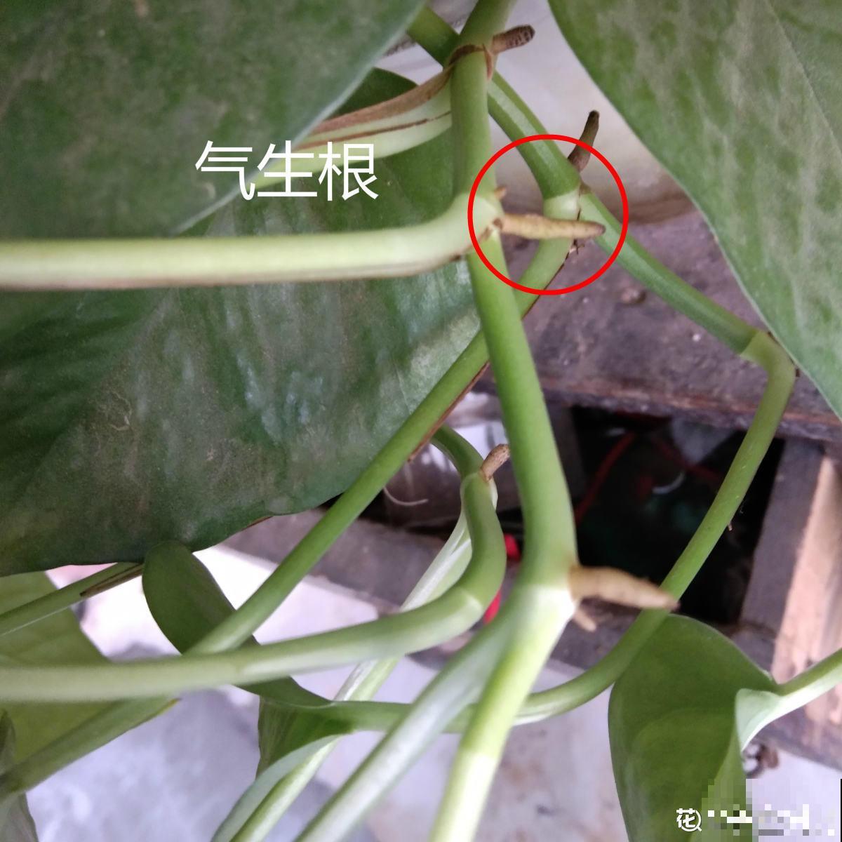 绿萝藏有小机关，打开它，叶子嗖嗖长！