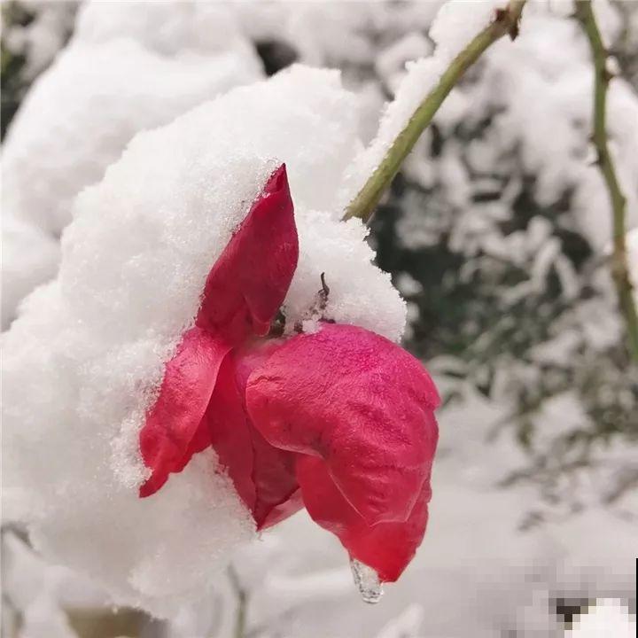 雪天的月季花，真美？小心冻伤撑不过冬天！