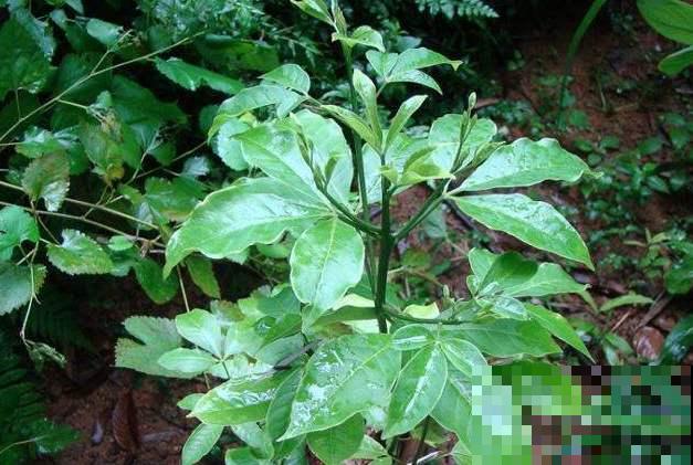 这种植物看似平常，其实能做茶还能做家具，闻着清香扑鼻真喜人！