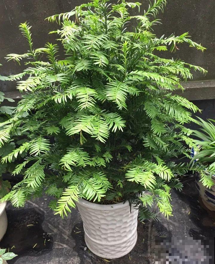 20种花再冷也不怕，过年正好开花，现在养还来得及！