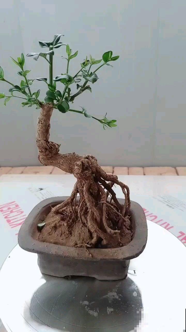 路边都是这植物，挖回家凹造型就变盆景，冬天还能开出金黄花海