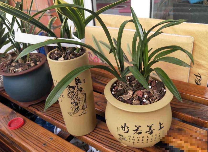 1个小技巧，给所有花都配好土，浇水从不烂根！