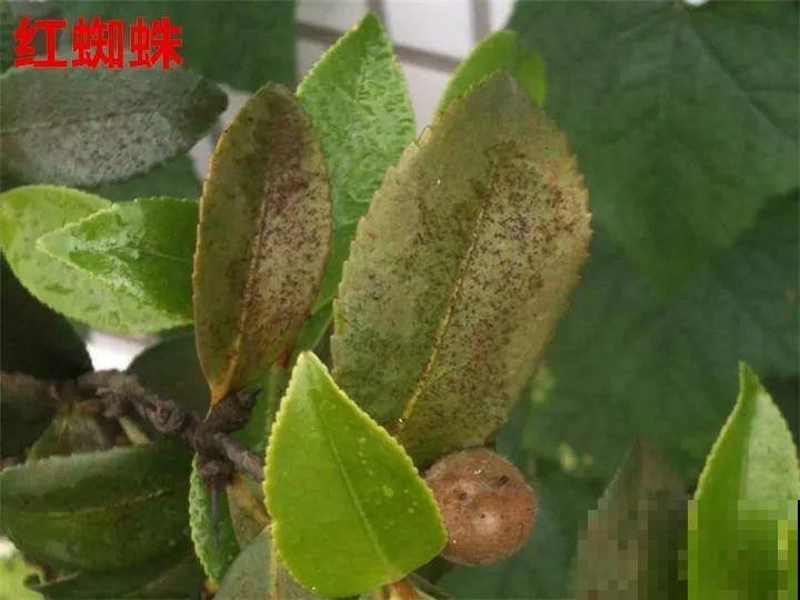这花想要冬天开，就得狠心剪两刀，满树红花惹人爱！