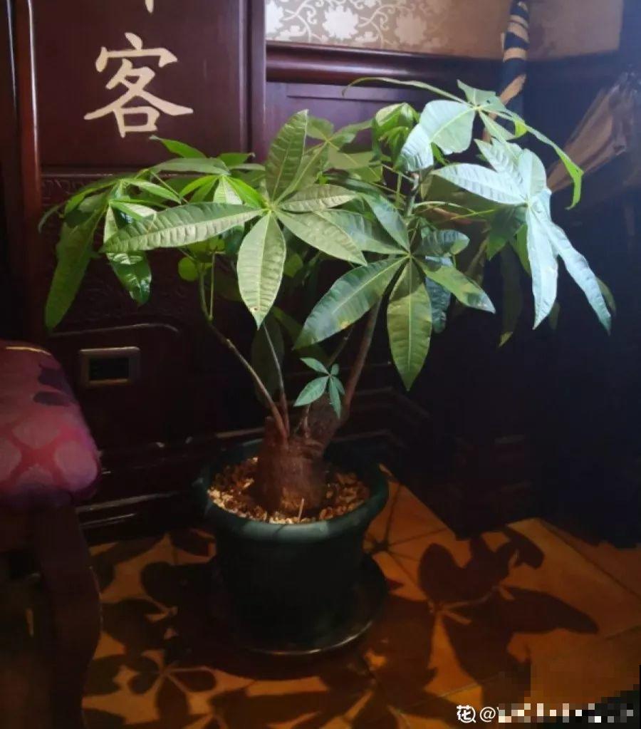 高价买的守家树，穷养才能长得旺，一盆能活20年！