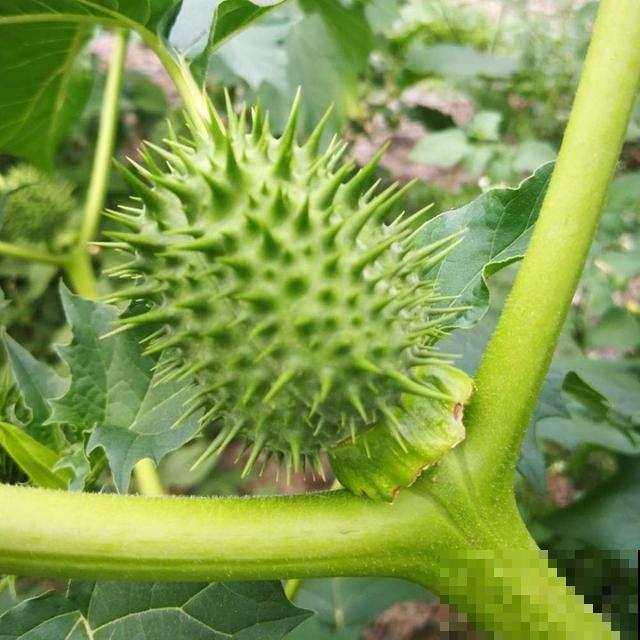 7种草，都是小时候的回忆，你还记得哪几种