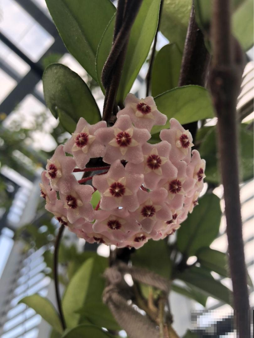耐阴花就养它，开花像花球，满屋飘香