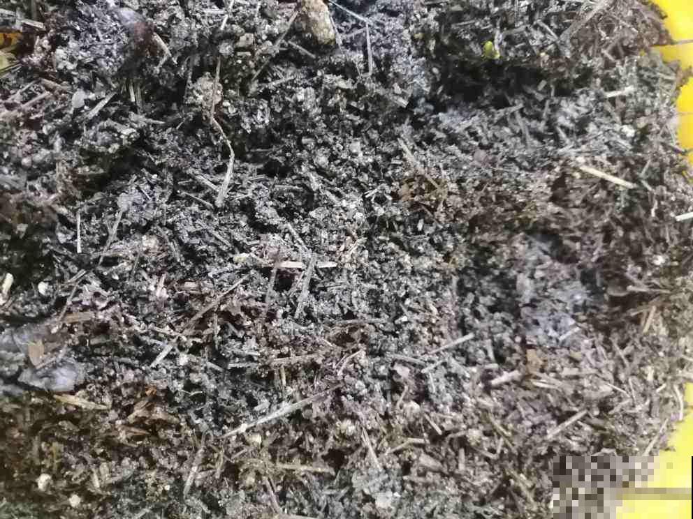 土里掺点它，养花10年不烂根，特透气