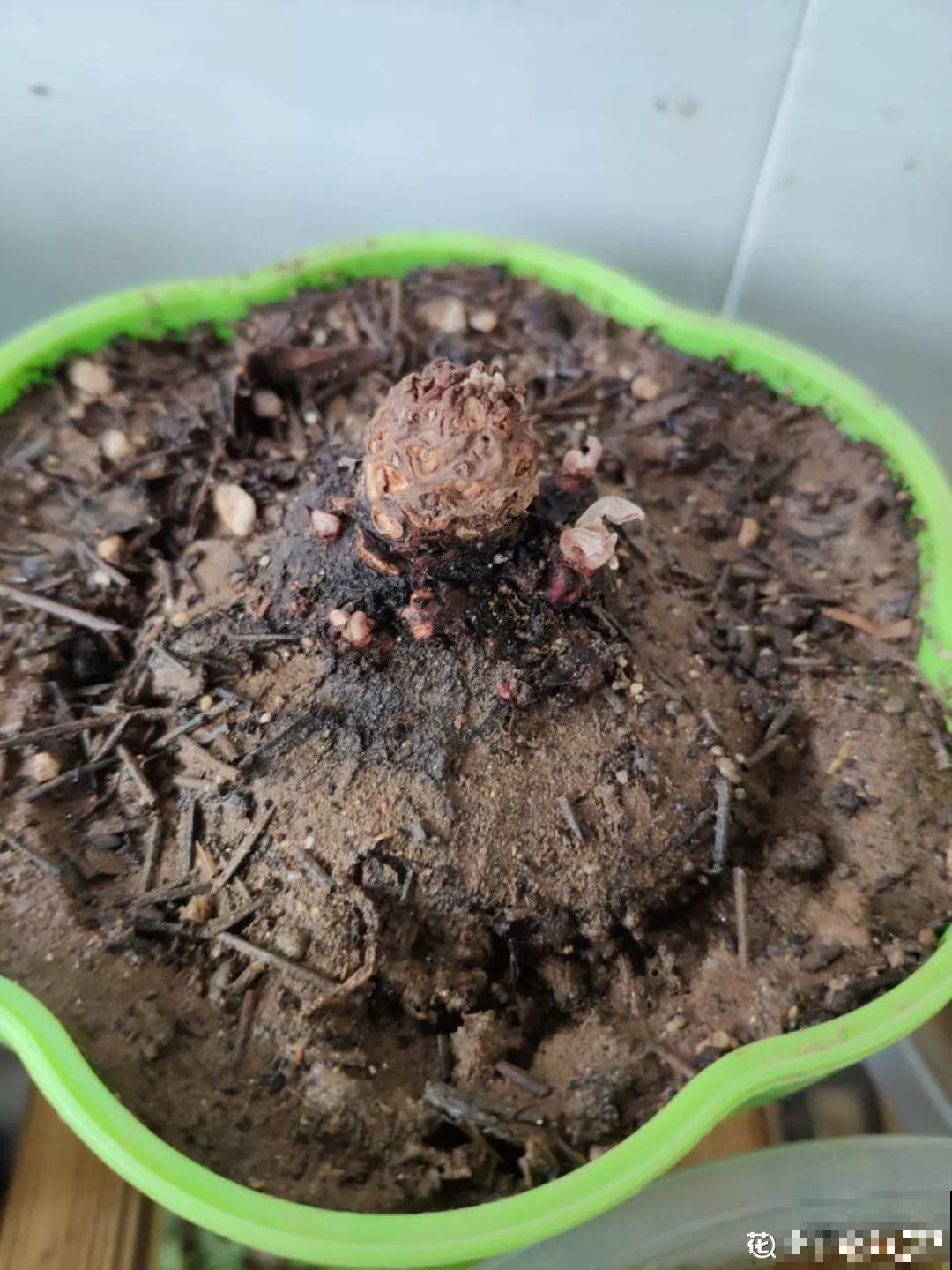 10种花，冬天切记管住手，小心浇完水就掉叶子！