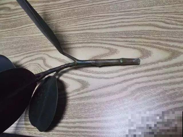 冬天扦插，用了这3种神器，生根快不黑腐，又省钱了！