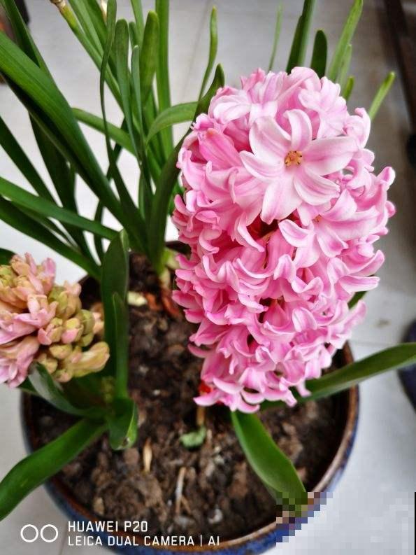 2种花，要制造大温差，花箭才能“蹿”出来