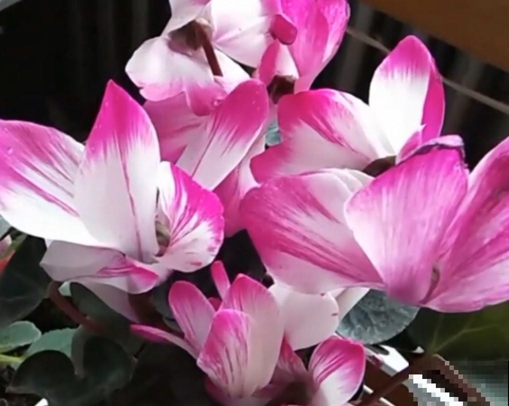 家里有仙来客，不愁没花赏，爆盆速度快！