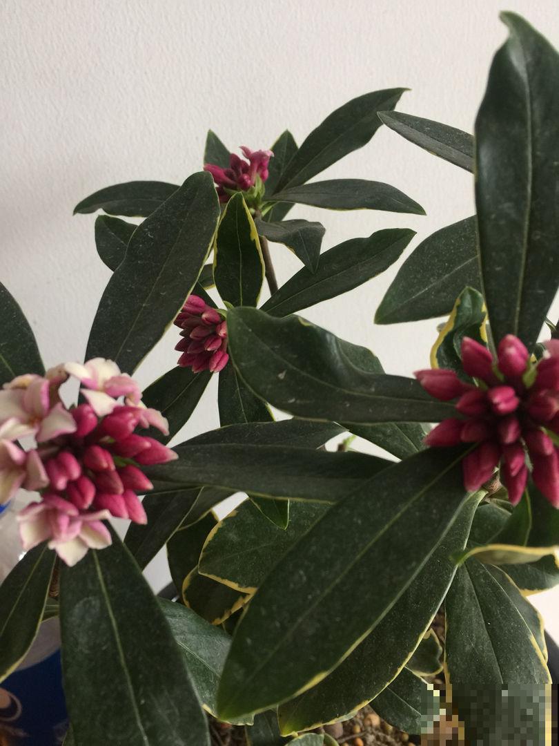 这花就是活香水，家里养一盆，除异味、还杀菌，空气清新身体好
