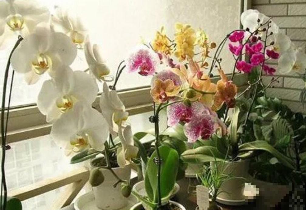 原来这些花可以养在室内，净化空气，还能够清除异味！