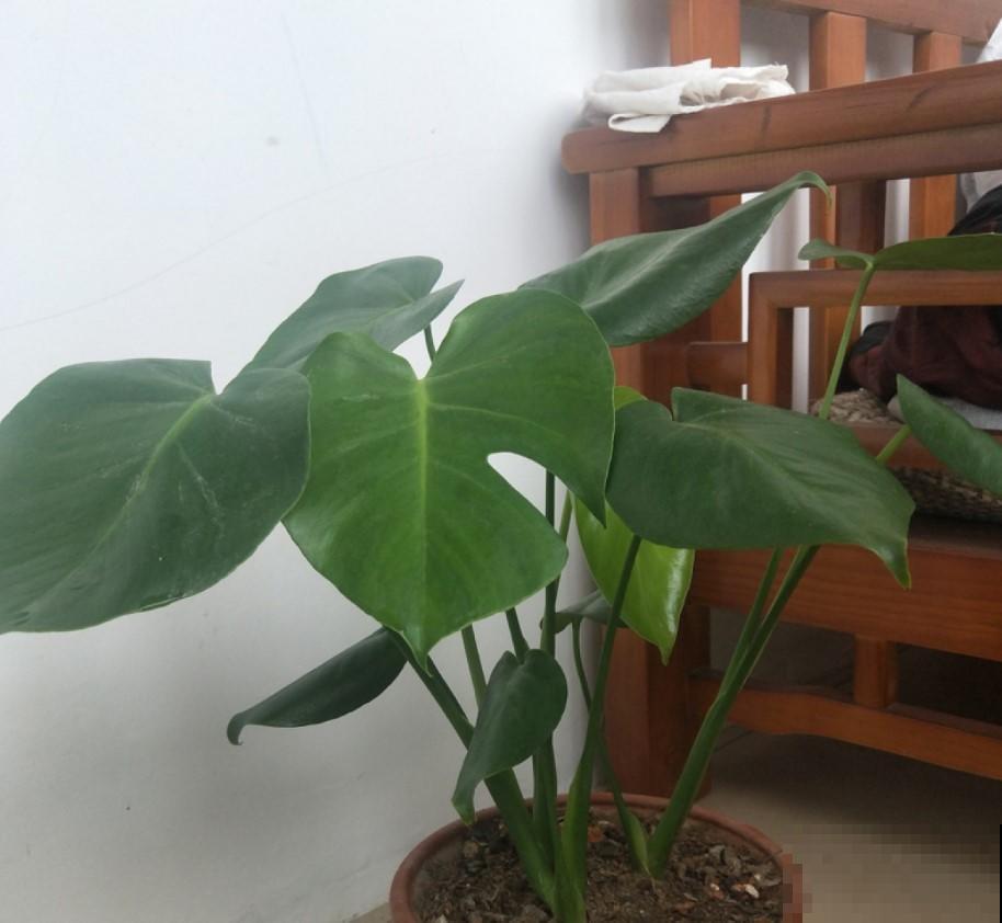 家里面都养了这植物，能够净化房间的空气，清除异味！