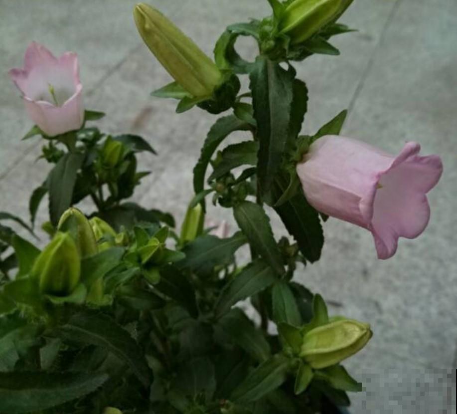 冬季植物休眠，这些花都是“假死”，千万别扔了！