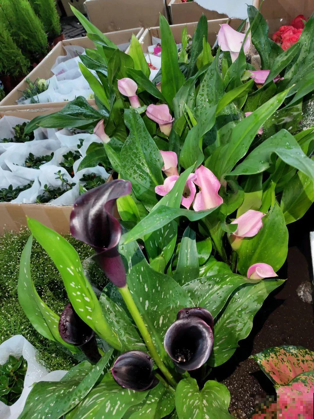 12月逛花市，这花好看又好养，遇到赶紧抱回家！