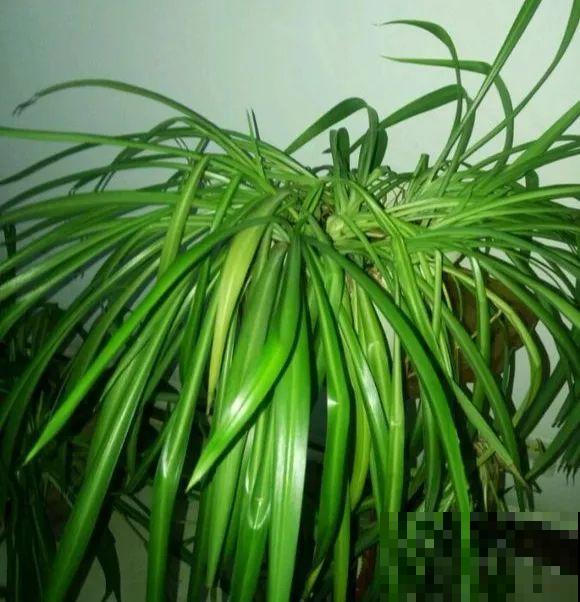 家里有这4种花，砍1刀能憋8个芽，两个月就爆盆！