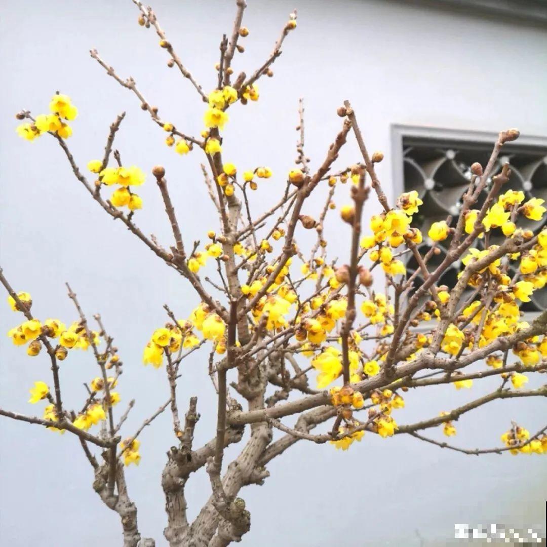 冬天养5种梅花，冰天雪地也在开，香味飘满屋！
