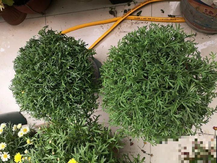 她家的花多到被女儿吐槽，满院子都是，人都没法下脚！